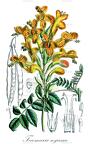 Tecomaria nyassae