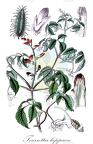 Tourrettia lappacea