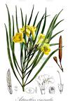 Astianthus viminalis