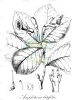 Amphitecna latifolia