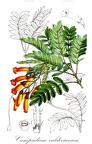 Campsidium valdivianum