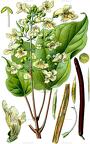 Catalpa bungei