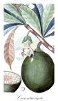 Crescentia cujete