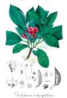 Delostoma integrifolium