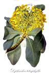 Deplanchea tetraphylla