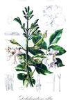 Dolichandrone alba