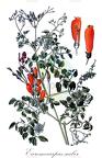 Eccremocarpus scaber
