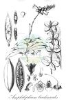 Amphilophium bauhinioides