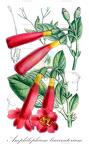 Amphilophium buccinatorium