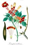 Campsis radicans