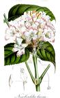 Newbouldia laevis