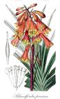 Blandfordia punicea