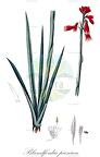 Blandfordia punicea