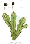 Blasia pusilla