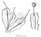 Blasia pusilla