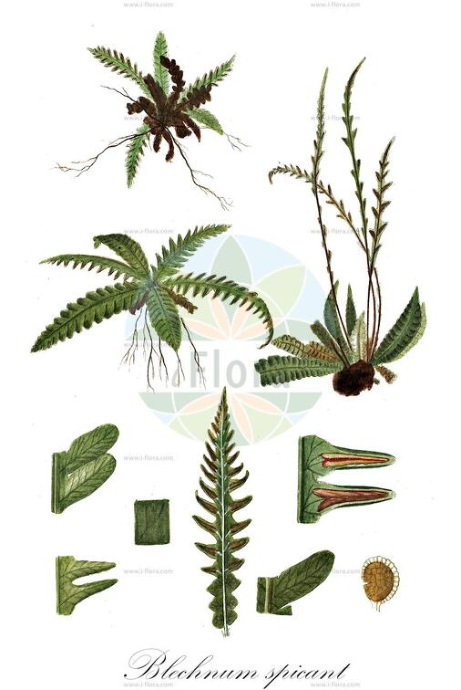 Blechnum spicant