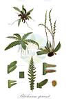 Blechnum spicant
