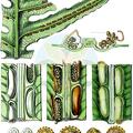 Woodwardia radicans