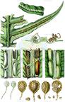 Woodwardia radicans