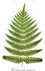 Woodwardia radicans