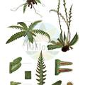 Blechnum spicant