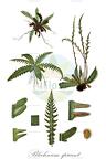 Blechnum spicant