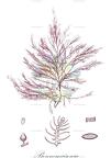 Bonnemaisonia