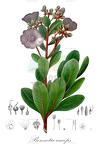 Bonnetia anceps