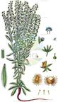 Lappula squarrosa