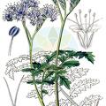 Phacelia tanacetifolia