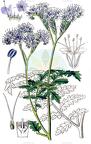 Phacelia tanacetifolia