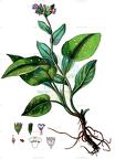 Pulmonaria officinalis
