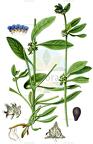 Asperugo procumbens