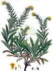Alkanna orientalis