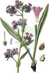 Anchusa officinalis