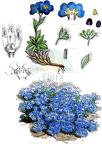 Eritrichium nanum