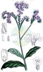 Heliotropium amplexicaule