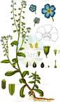 Myosotis scorpioides