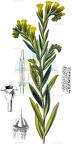 Onosma arenaria