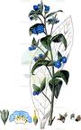 Pentaglottis sempervirens