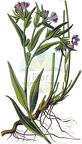 Aegonychon purpurocaeruleum