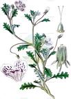 Nemophila menziesii