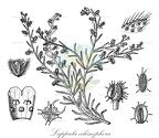 Lappula echinophora