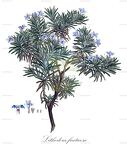 Lithodora fruticosa
