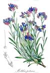 Moltkia petraea