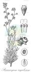 Paracaryum rugulosum