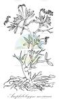 Amphibologyne mexicana