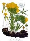 Arnebia densiflora