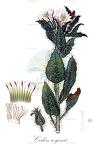 Codon royenii