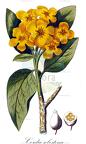 Cordia sebestena